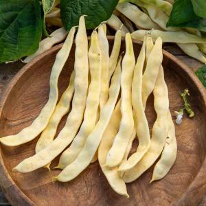 Haricot Grimpant Beurre Merveille de Venise